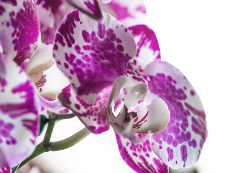 ORQUIDEA ROSA MACRO 2