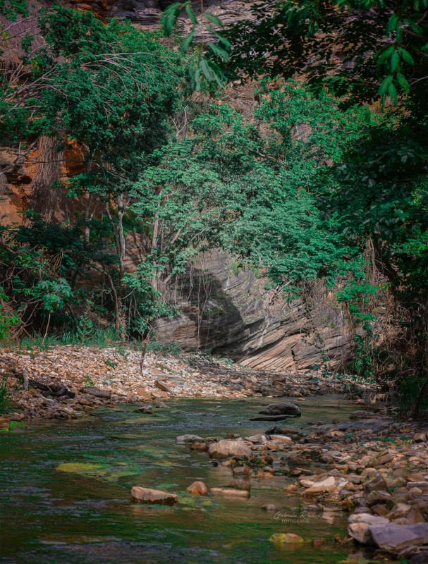 FLORESTA1