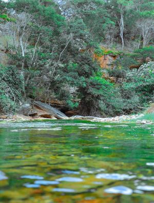 FLORESTA2