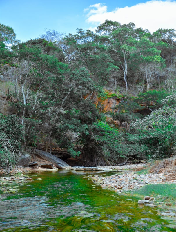 FLORESTA3