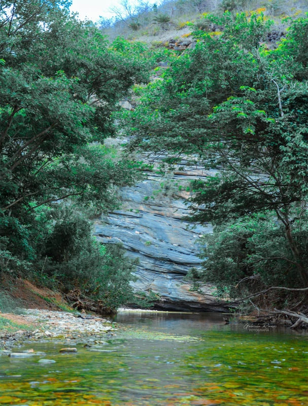 FLORESTA4