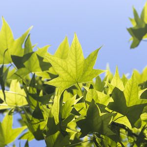 AZUL E VERDE 2