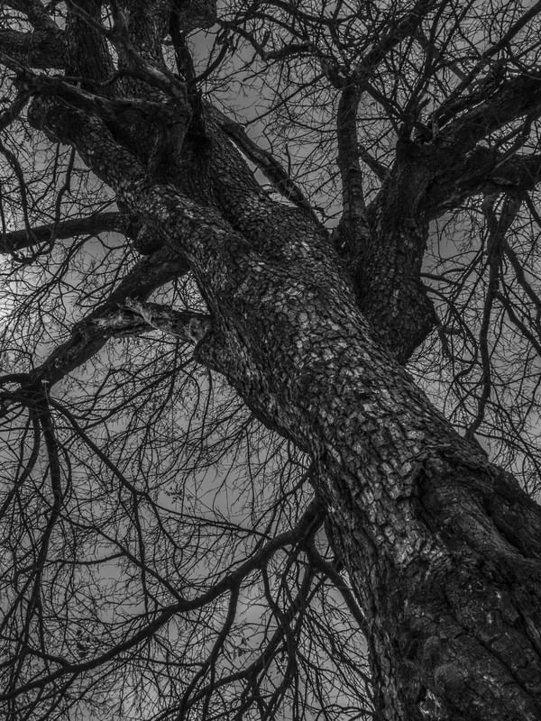 ARVORE MORTA COCOCI CEARA_PNW