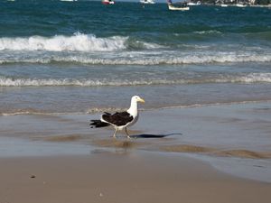 GAIVOTA NA PRAIA DE JURERÊ