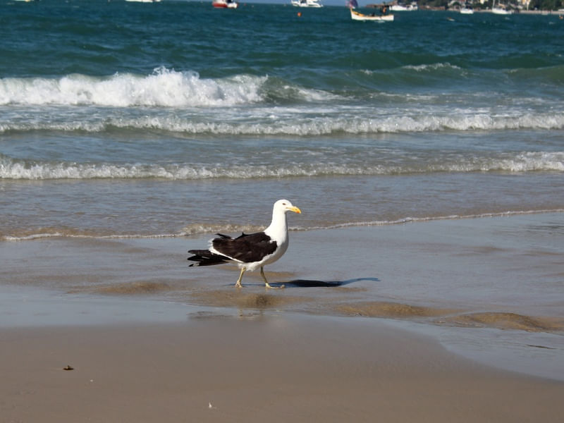 GAIVOTA NA PRAIA DE JURERÊ