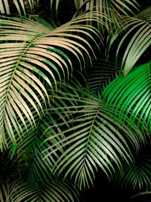 FOLHAS DE COQUEIROS 1