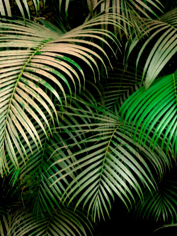 FOLHAS DE COQUEIROS 1