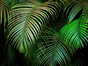FOLHAS DE COQUEIROS 2
