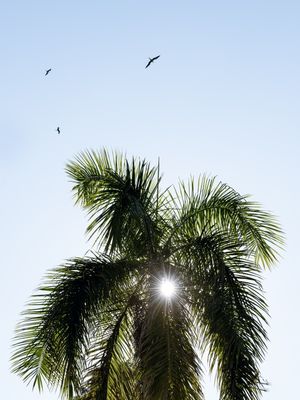 O SOL DAS PALHAS