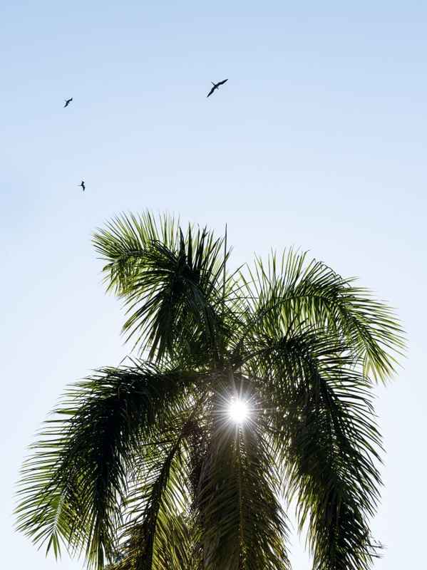 O SOL DAS PALHAS