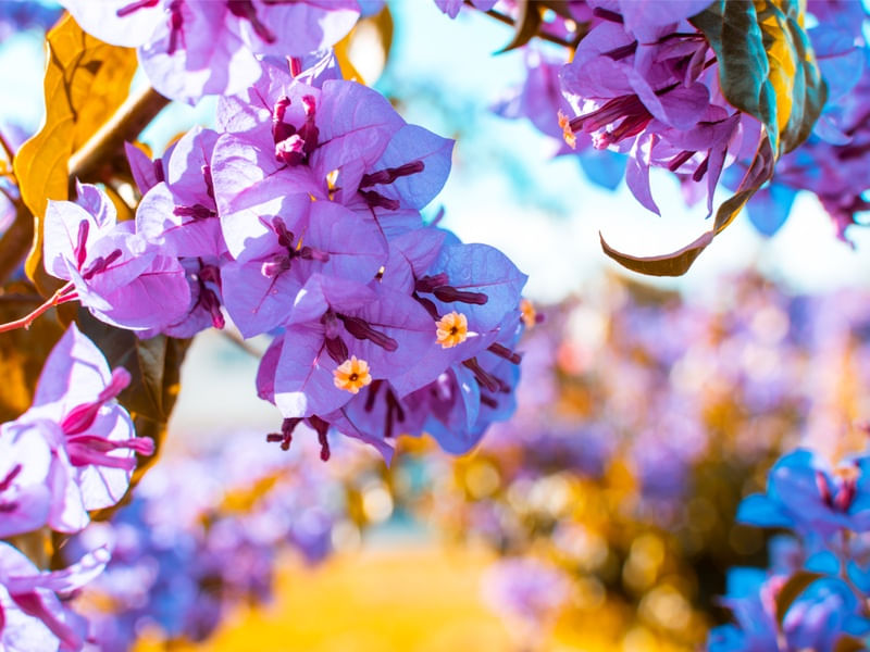 APENAS FLORES