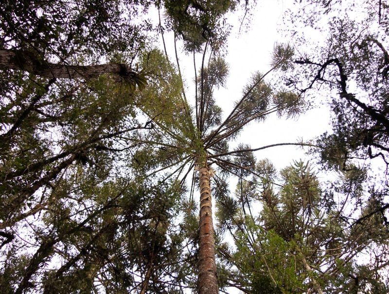 FLORESTA DE INVERNO