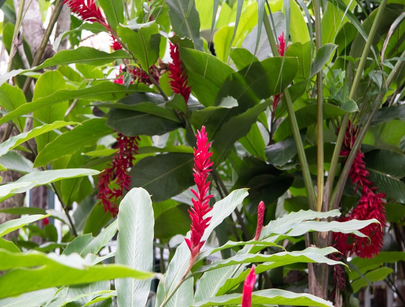JARDINS DO PRÍNCIPE