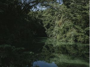 ÁRVORE E FOLHAGEM REFLETIDA EM LAGO