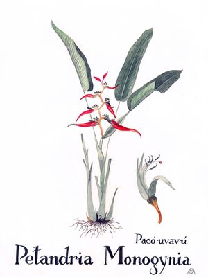 BOTANICAPETANDRIA