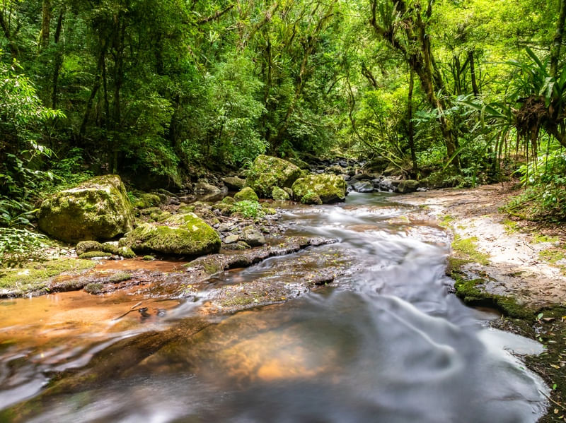 RIO EM UMA FLORESTA TROPICAL 2