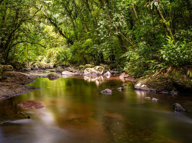 RIO EM UMA FLORESTA TROPICAL