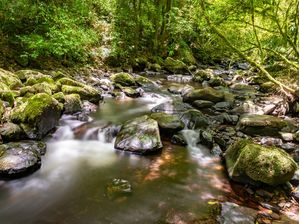 RIO EM UMA FLORESTA TROPICAL 3