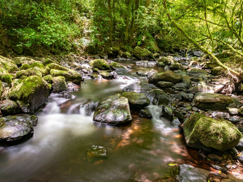 RIO EM UMA FLORESTA TROPICAL 3