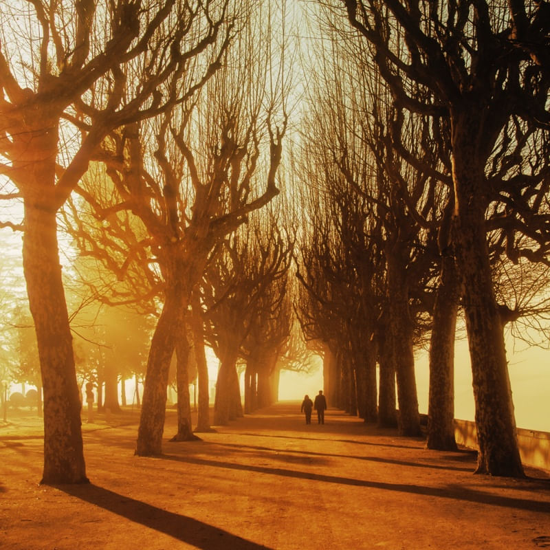 PASSEIO ENTRE ÁRVORES (QUADRADA)