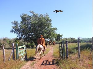 O VAQUEIRO E A CORUJA
