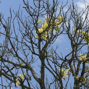 RJ - O AMARELO ESTÁ NO AR