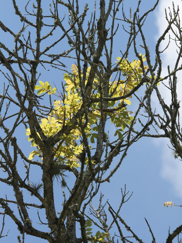 RJ - O AMARELO ESTÁ NO AR 01
