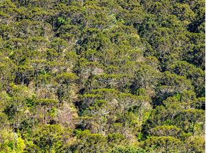 FLORESTA DE ARAUCÁRIAS