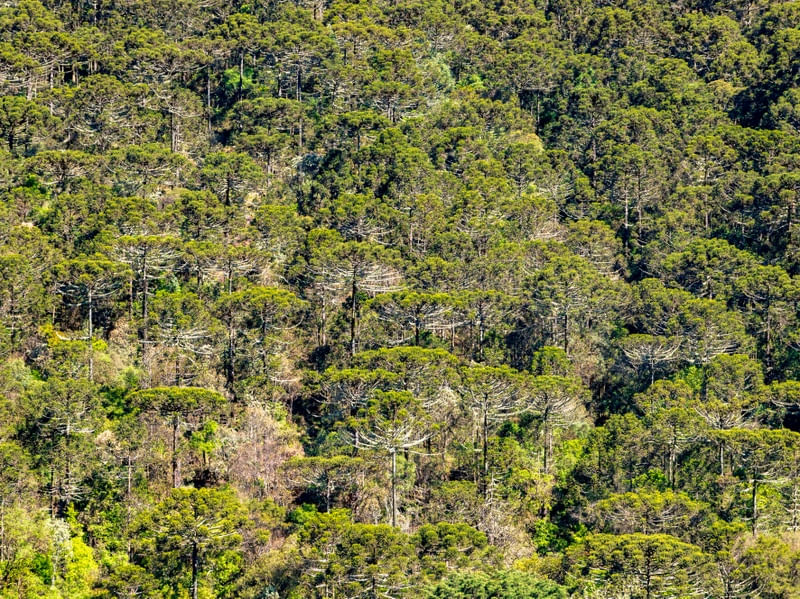FLORESTA DE ARAUCÁRIAS