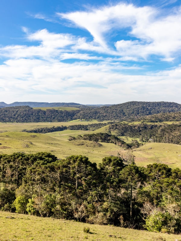 CAMPOS DE CIMA DA SERRA