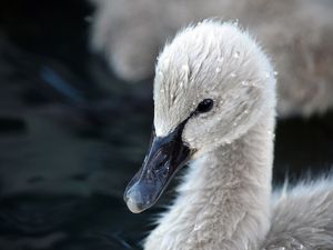 PATO MOLHADO