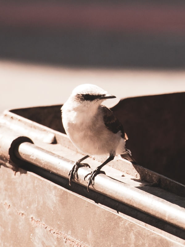 L'OISEAU ET LA PIPE
