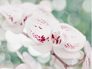 ORQUÍDEAS BRANCAS E VERMELHAS I - FLORES E NATUREZA