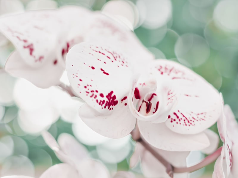 ORQUÍDEAS BRANCAS E VERMELHAS I - FLORES E NATUREZA
