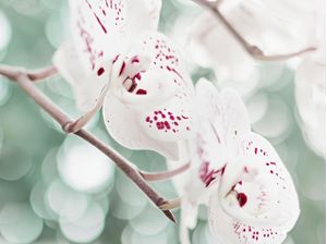 ORQUÍDEAS BRANCAS E VERMELHAS II - FLORES E NATUREZA