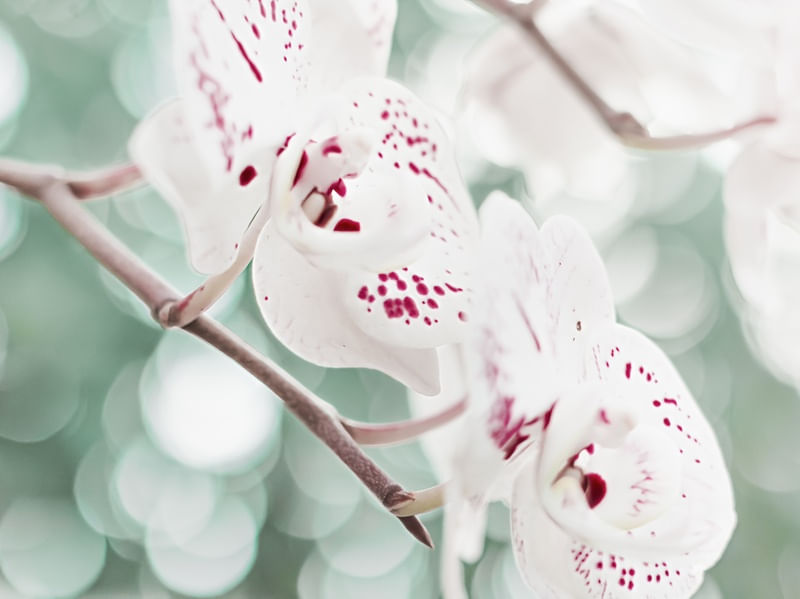 ORQUÍDEAS BRANCAS E VERMELHAS II - FLORES E NATUREZA