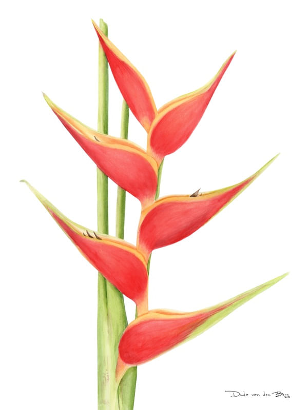 HELICONIA BIHAI POR DUDA VAN DEN BERG