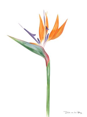 STRELITZIA POR DUDA VAN DEN BERG
