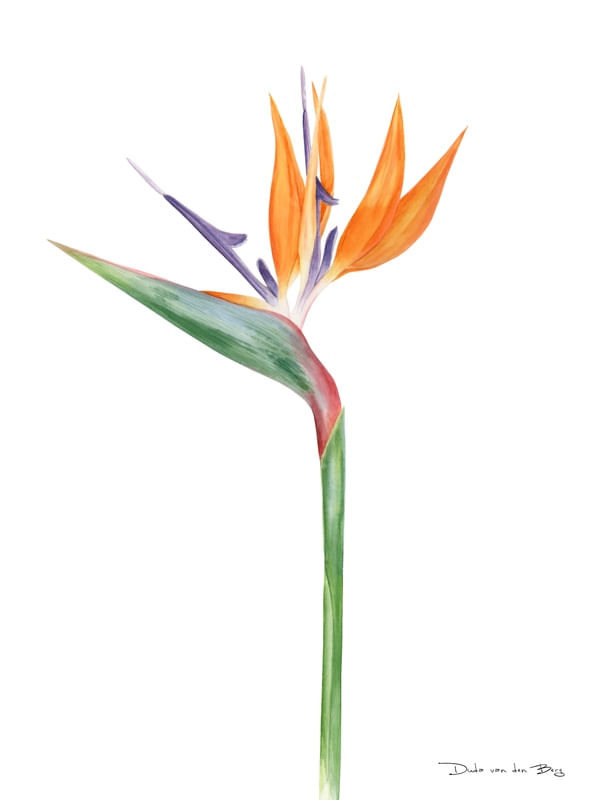 STRELITZIA POR DUDA VAN DEN BERG