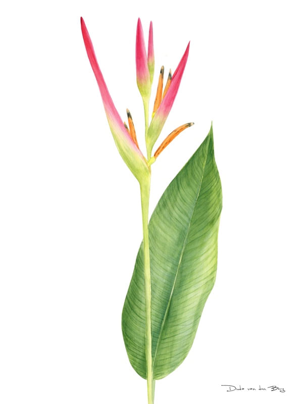 HELICONIA PAPAGAIO POR DUDA VAN DEN BERG