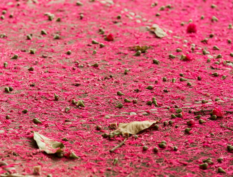 CALÇADA FLORADA