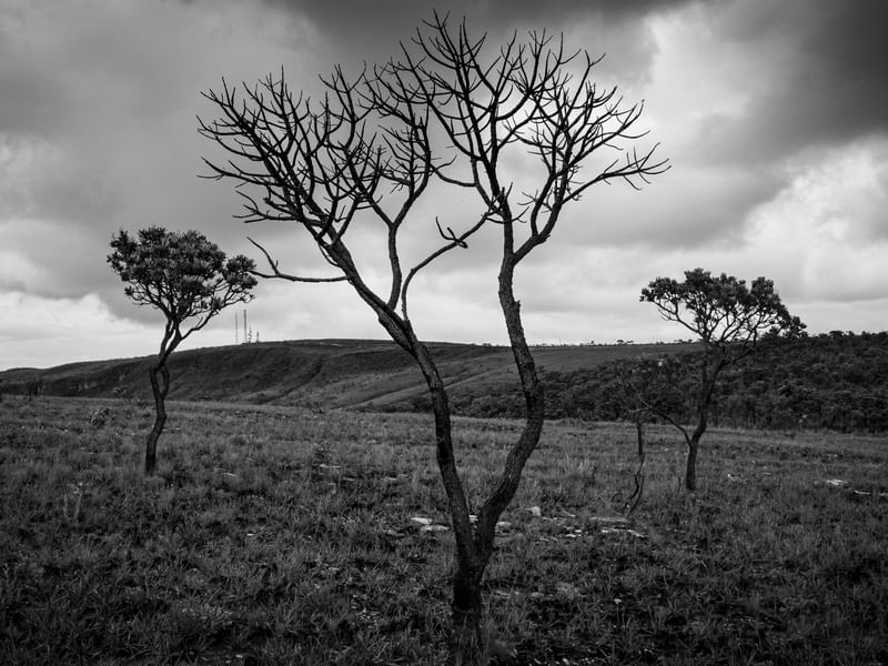 CERRADO MÓRBIDO