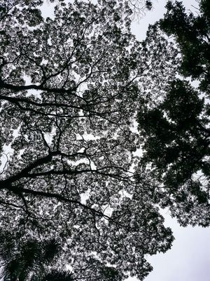 NATUREZA 1.1