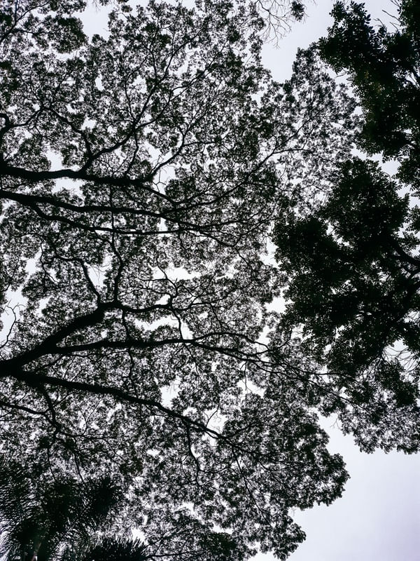 NATUREZA 1.1