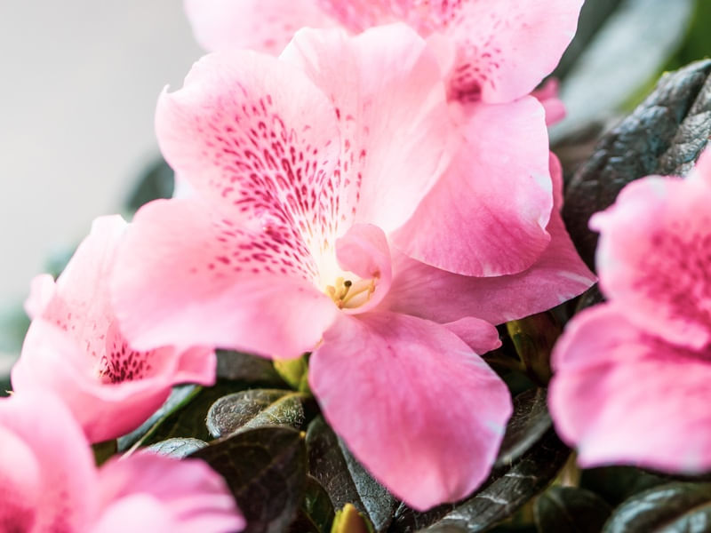 AZALEIA ROSA MACRO