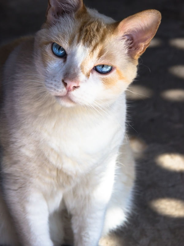 GATO E OLHOS AZUIS.