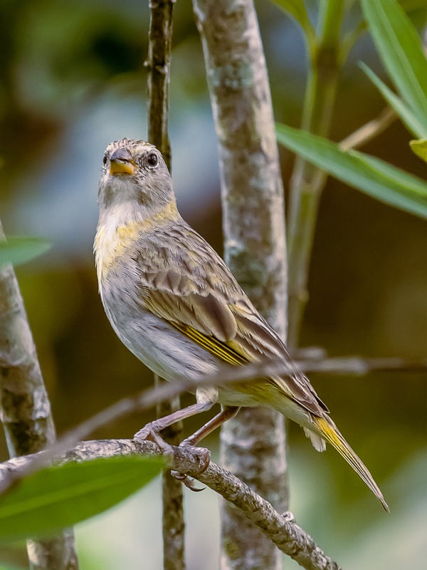 AVES DE GUAPIMIRIM 03