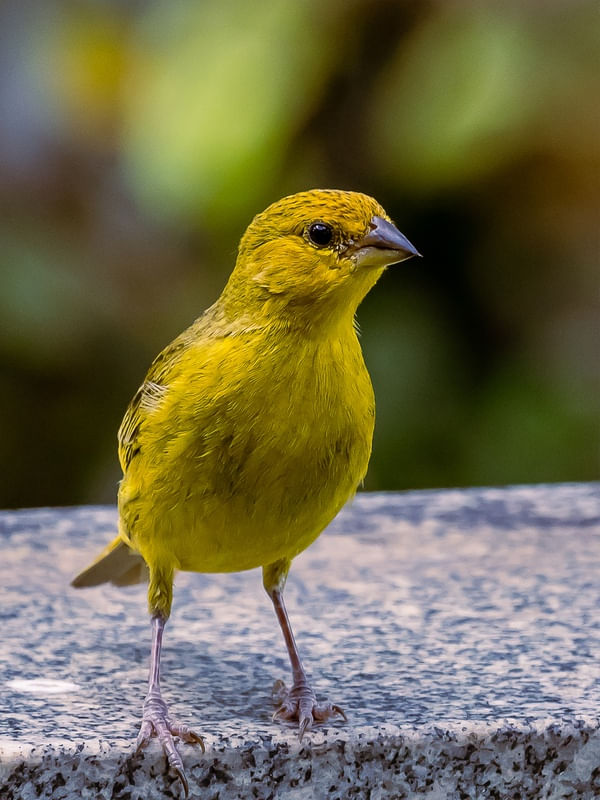 AVES DE GUAPIMIRIM 04