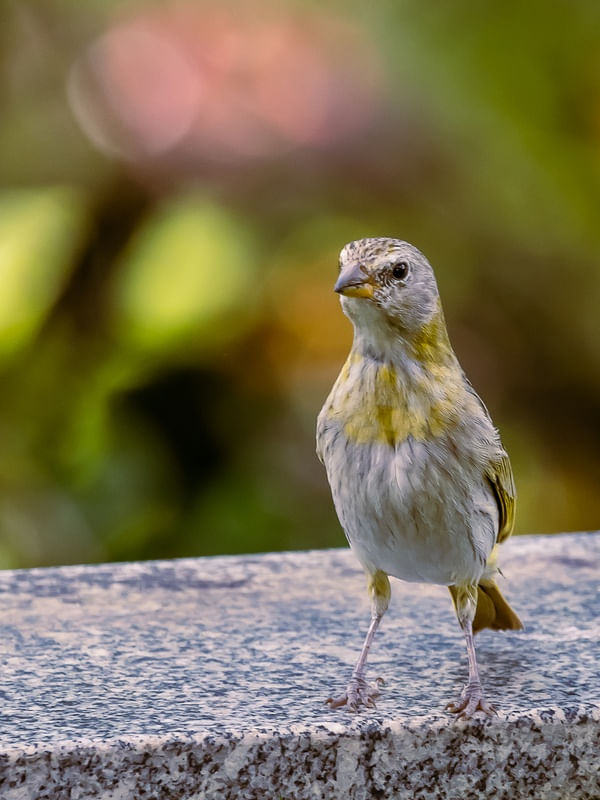 AVES DE GUAPIMIRIM 02