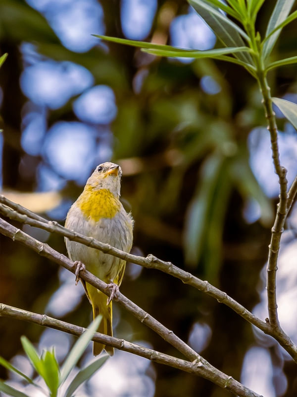 AVES DE GUAPIMIRIM 05